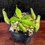 Nepenthes mirabilis var. echinostoma x platychila "BE white", CAR-0383