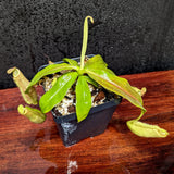 Nepenthes mirabilis var. echinostoma x platychila "BE white", CAR-0383