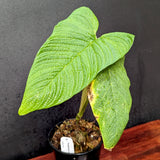 Philodendron corrugatum - Exact Plant 11/17/23