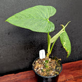 Philodendron corrugatum - Exact Plant 11/17/23