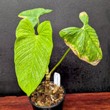 Philodendron corrugatum - Exact Plant 11/17/23