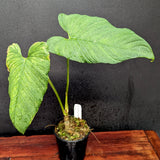 Philodendron corrugatum - Exact Plant 11/17/23