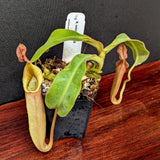 Nepenthes veitchii Bareo Highlands CK - Exact Plant 12/08/23