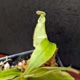 Nepenthes rafflesiana (JB x BE white), CAR-0387