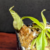 Nepenthes rafflesiana (JB x BE white), CAR-0387