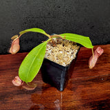 Nepenthes smilesii x robcantleyi, CAR-0082