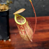 Nepenthes smilesii x {bellii x [(veitchii x maxima) x veitchii]}