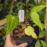 Anthurium 'Delta Force'