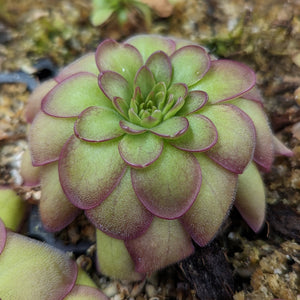 Pinguicula laueana CP3 Butterwort