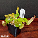 Nepenthes veitchii [(k) x (Murud x Candy) -Striped], CAR-0242