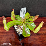 Nepenthes veitchii [(k) x (Murud x Candy) -Striped], CAR-0242