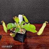 Nepenthes veitchii [(k) x (Murud x Candy) -Striped], CAR-0242 - Exact Plant 12/15/23