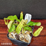 Nepenthes veitchii [(k) x (Murud x Candy) -Striped], CAR-0242 - Exact Plant 12/15/23