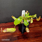 Nepenthes veitchii [(k) x (Murud x Candy) -Striped], CAR-0242 - Exact Plant 12/15/23