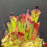 Heliamphora parva clone 13/3 (red) - Exact Plant 12/15/23