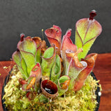 Heliamphora parva clone 13/3 (red) - Exact Plant 12/15/23