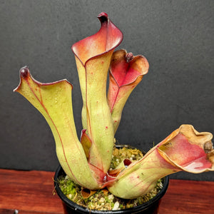 Heliamphora uncinata Giant (Amuri)