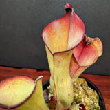 Heliamphora uncinata Giant (Amuri)