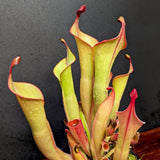 Heliamphora "Godzilla"