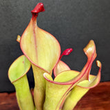 Heliamphora "Godzilla"