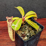 Nepenthes [(Rokko x boschiana) x veitchii] x vogelii, CAR-0392