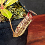 Nepenthes [(Rokko x boschiana) x veitchii] x vogelii, CAR-0392