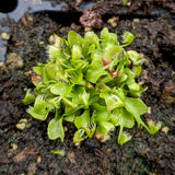 Venus Flytrap - Dionaea muscipula 'Crazy Cup' Venus Flytrap