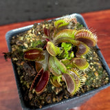 Venus Flytrap- Dionaea muscipula 'Maroon Monster'