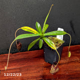 Nepenthes spectabilis x aristolochioides, BE-3663