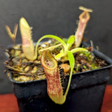 Nepenthes singalana Belirang, BE-3170