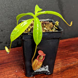 Nepenthes petiolata x talangensis, BE-3762