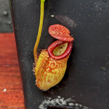 Nepenthes petiolata x talangensis, BE-3762