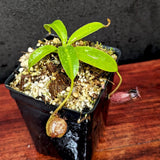 Nepenthes petiolata x talangensis, BE-3762