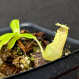 Nepenthes ventricosa x (edwardsiana x ventricosa)