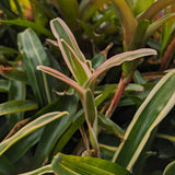 Bromeliad Neoregelia 'Donger' Tropical Plant