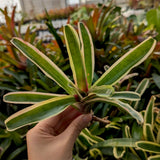 Bromeliad Neoregelia 'Donger' Tropical Plant