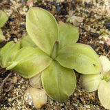 Pinguicula moranensis 'Superba' Butterwort