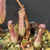 Nepenthes gracilis Giant x Kalimantan