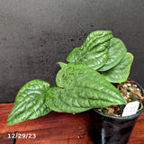 Anthurium radicans - Exact Plant 12/29/23