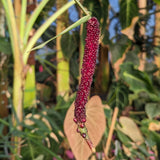 Anthurium Red crystallinum - NSE x magnificum seeds