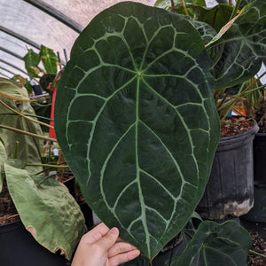 Anthurium forgetii X seeds