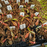 Nepenthes Lady Luck Wholesale