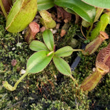 Nepenthes truncata (d) x (izumae x ramispina), CAR-0394