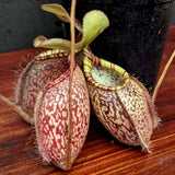 Nepenthes spectabilis (Giant) x undulatifolia