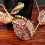 Nepenthes spectabilis (Giant) x undulatifolia