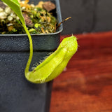 Nepenthes truncata (d) x talangensis, CAR-0371