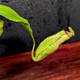 Nepenthes truncata (d) x talangensis, CAR-0371