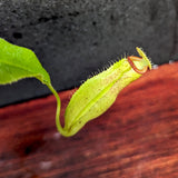 Nepenthes truncata (d) x talangensis, CAR-0371