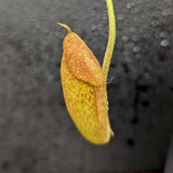 Nepenthes truncata (d) x talangensis, CAR-0371