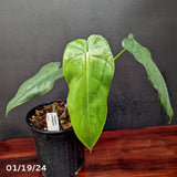 Philodendron dolichogynium (formerly sp macas) - Exact Plant 01/19/24